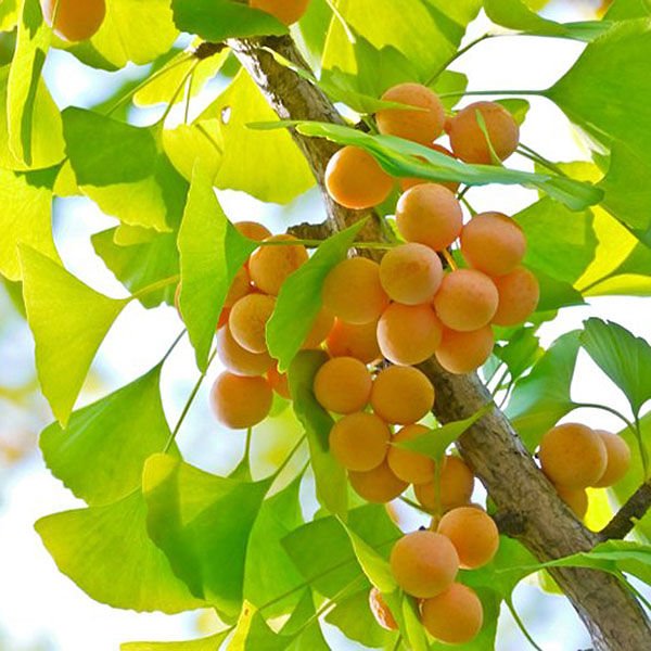 Viên uống bổ não Maruman Ginkgo Biloba