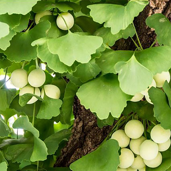 Viên uống bổ não Sato Ginkgo Biloba